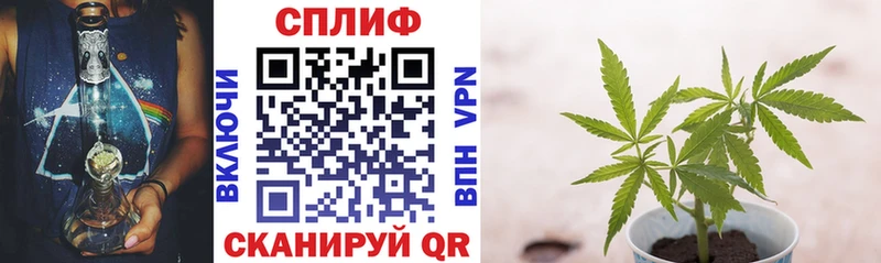 Конопля план  Абаза 